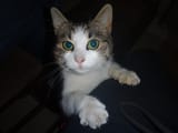 pisi