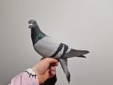 BIRB
