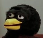 duck serious