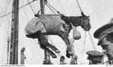 A horse in a sling being loaded onto HMS Cardiganshire off Lemnos after the evacuation, for the return trip to Egypt 1915