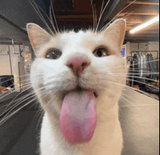catz
