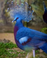 victoria_crowned_pidgeon