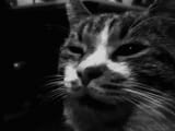 OneCat