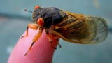 periodical_cicada1_poster