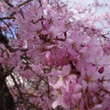 Japan Cherry Blossoms