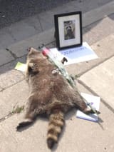 JPEG image 3