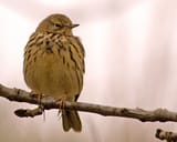 500px-Meadowpippit2008_edit (1)