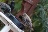 IMG_1504lq
