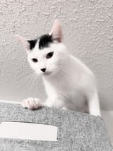 adolf