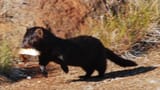 Mink_with_catch