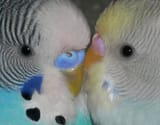Pretty_parakeets