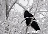 crow