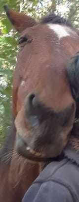 i save horses for fun