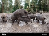 hogsfuckin