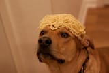 pasta dog