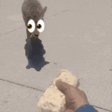 coyote-eyes
