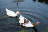 geese-2833703_960_720-1495529432