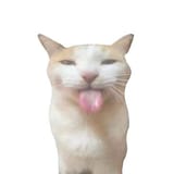 raf,360x360,075,t,fafafa_ca443f4786