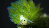 leaf-sheep-water-1227450950
