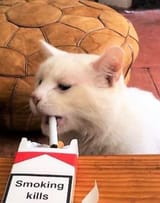 catcig