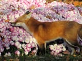 fox_sniff_pink_flowers