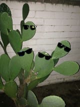 Cool_cacti_sunglasses_club