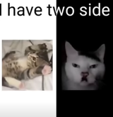 cutecatvshiltercat