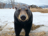bear