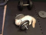 cat lifting