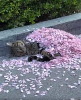 kitty