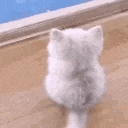 cat-wait-waiting-cat