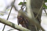 treecreeper0.25
