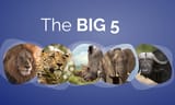 Big+5