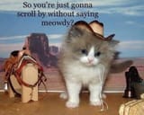 meowdy
