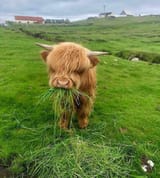 grasscow