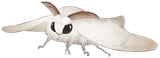 Blanca_Moth_FGO