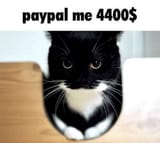 uni-cat