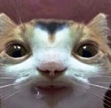 kitty