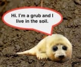 seal bug
