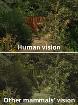 tiger-color-difference-vision-animals-humans-2