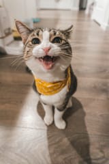 happy