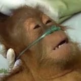 orangutan_square