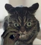 Cat1708037774234157