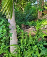 kitteh in yard~2
