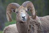 Bighorn+Sheep