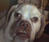 dogsperg