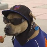 MetsMutt