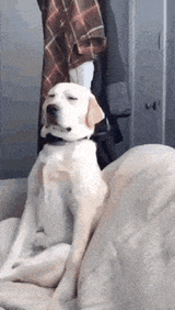 dog-sleepy