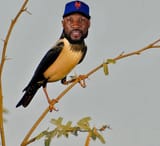 Starling-Marte
