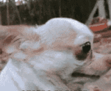1746236458198866
